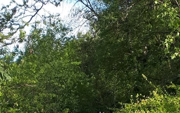 Visite du jardin de l'Eau Vive
