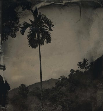 Atelier de photographie ancienne – Le collodion humide