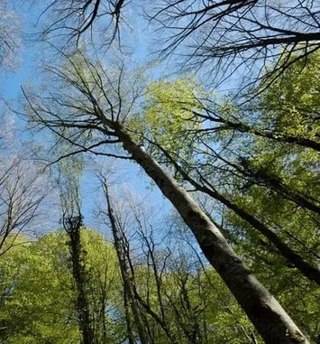 Bain de forêt, les bienfaits de la nature sur la santé humaine