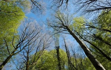 Bain de forêt, les bienfaits de la nature sur la santé humaine