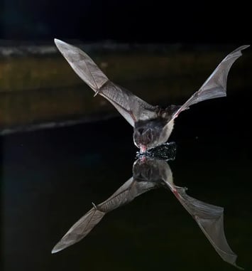 À la découverte des fantômes de la nuit !