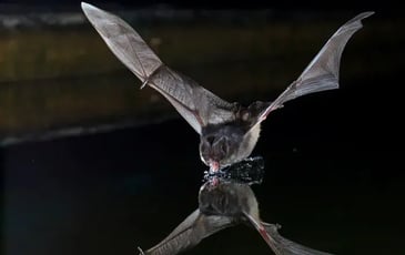 À la découverte des fantômes de la nuit !