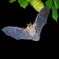 Nuit internationale de la chauve-souris