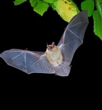 Nuit internationale de la chauve-souris