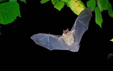 Nuit internationale de la chauve-souris